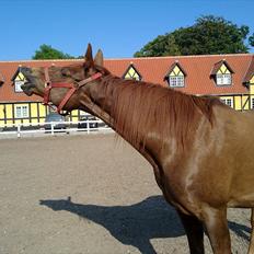 Anden særlig race Lærke