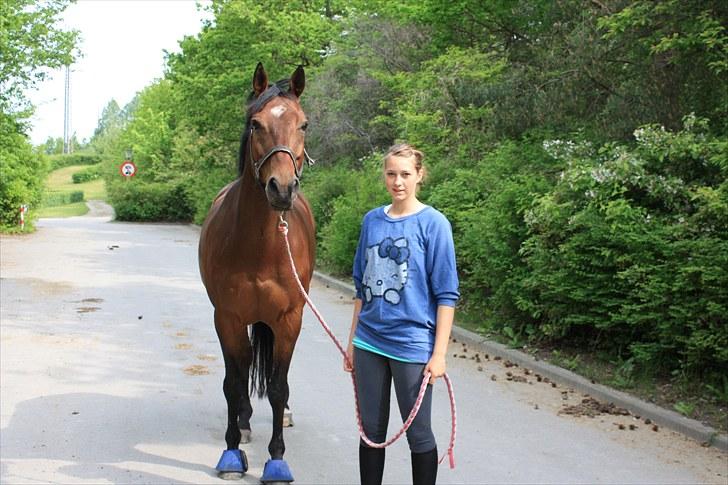 Dansk Varmblod Romann - Velkomen til kænguruens profil :)  billede 1