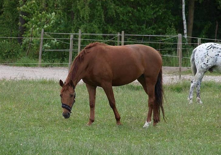 Anden særlig race Rosa  - På folden :) billede 3