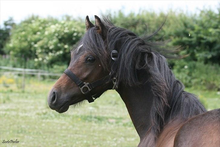 Welsh Pony (sec B) Barnhoeve's Beau (Bøv) - 11. juli 2010 billede 1