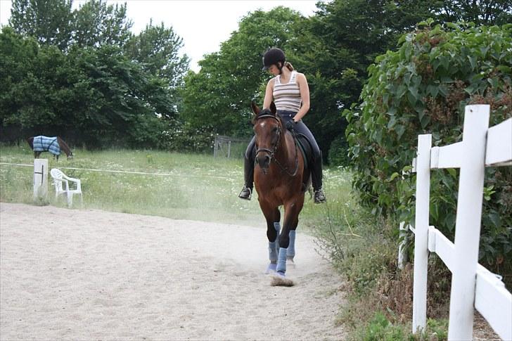 Dansk Varmblod Romann - Daglig træning d. 11 juli 2010  billede 2