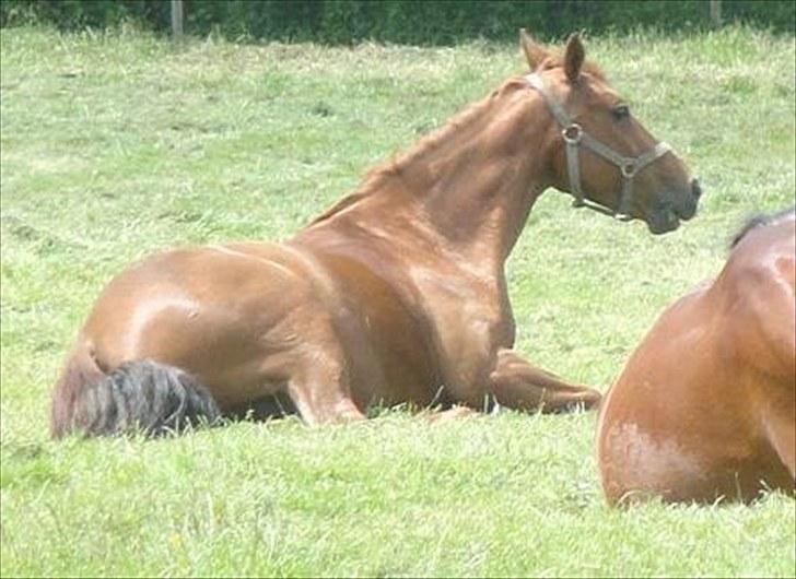 Anden særlig race Rosa  - På folden :) billede 7