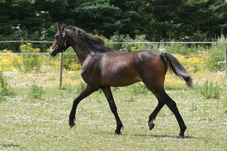 Welsh Pony (sec B) Barnhoeve's Beau (Bøv) billede 3