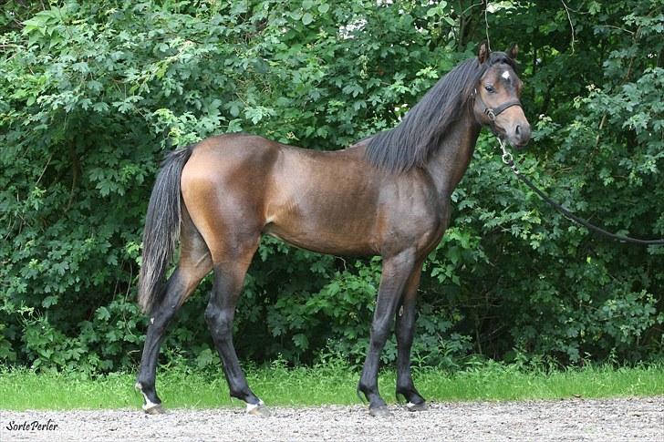 Welsh Pony (sec B) Barnhoeve's Beau (Bøv) billede 6