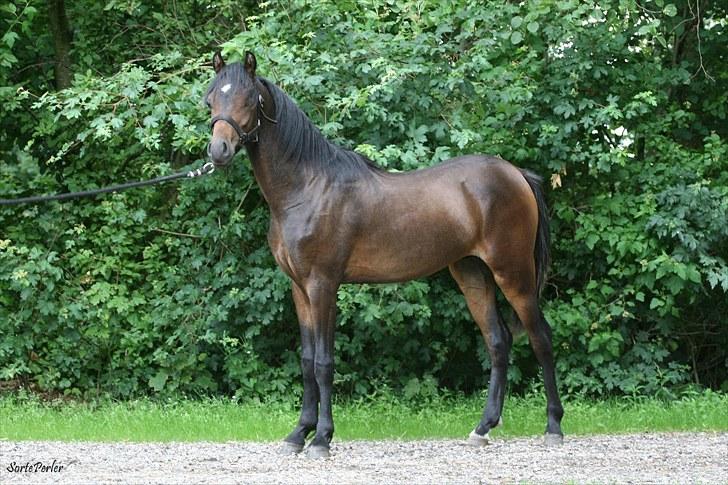 Welsh Pony (sec B) Barnhoeve's Beau (Bøv) billede 7
