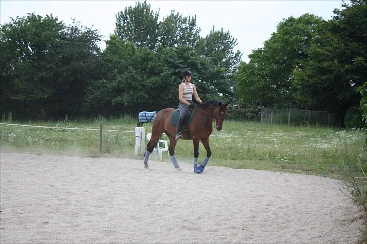 Dansk Varmblod Romann billede 3