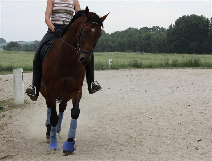 Dansk Varmblod Romann billede 4