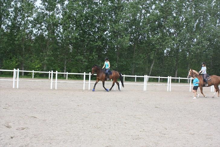 Dansk Varmblod Romann billede 5