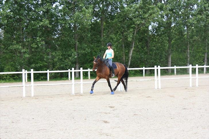 Dansk Varmblod Romann billede 6