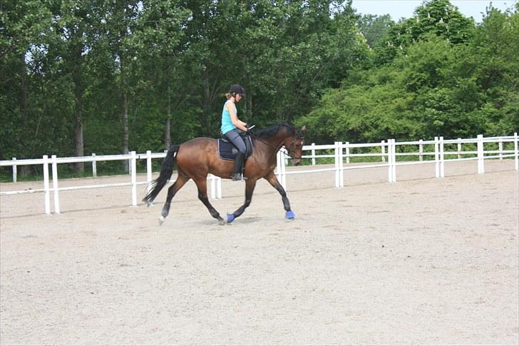 Dansk Varmblod Romann billede 7