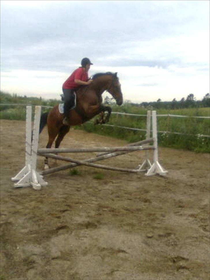 Dansk Varmblod Bakkebo´s Le´ Moni- Rip smukke limse ?? billede 17