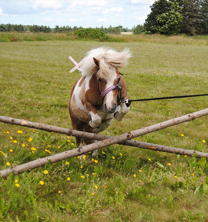 Shetlænder Prinsesse af Kragelund - D. 6/7-10 på ridebanen :-) billede 10