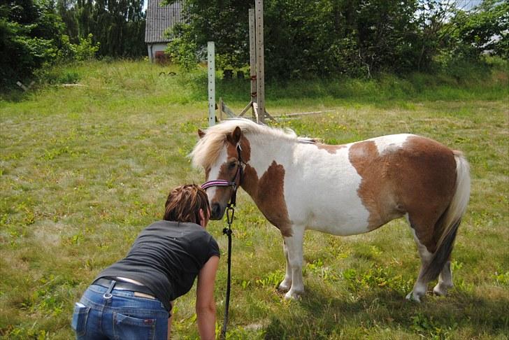 Shetlænder Prinsesse af Kragelund - D. 6/7-10 på ridebanen :-) billede 12