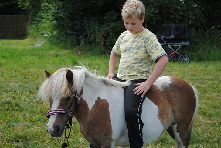 Shetlænder Prinsesse af Kragelund - D. 6/7-10 på ridebanen :-) billede 13