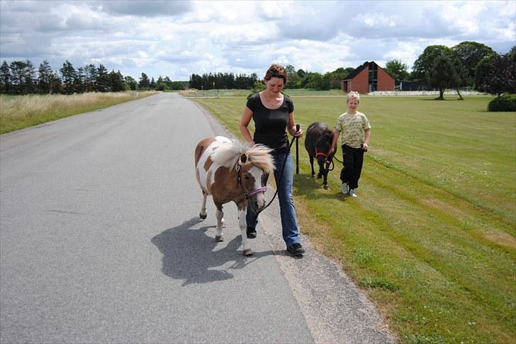 Shetlænder Prinsesse af Kragelund - D. 6/7-10 på tur :-) billede 14