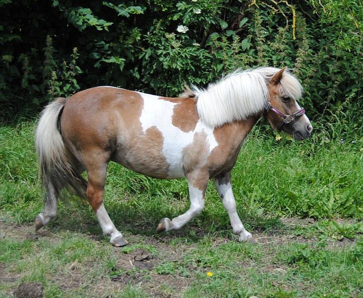 Shetlænder Prinsesse af Kragelund - D. 6/7-10 på marken :-) billede 16