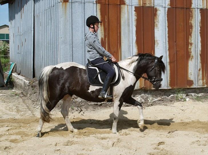 Pinto Celia Højgård - Nu som ridepony:-) billede 16