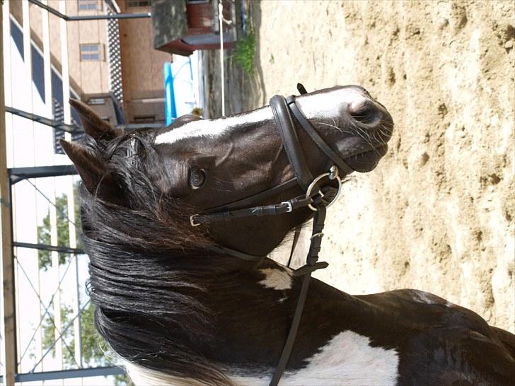 Pinto Celia Højgård - Smukke Celia:-) billede 17