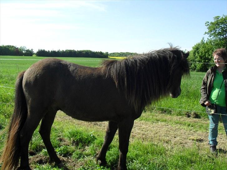 Islænder Baldur fra Kastanjely - Baldur og min mor billede 5