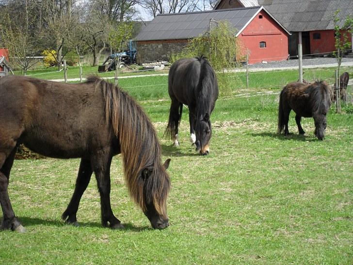 Islænder Baldur fra Kastanjely - Lige blevet flyttet billede 7