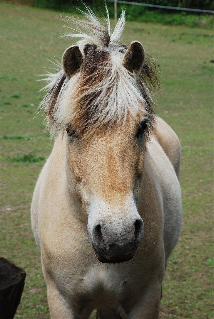 Fjordhest • Fimpe (Freja) billede 14