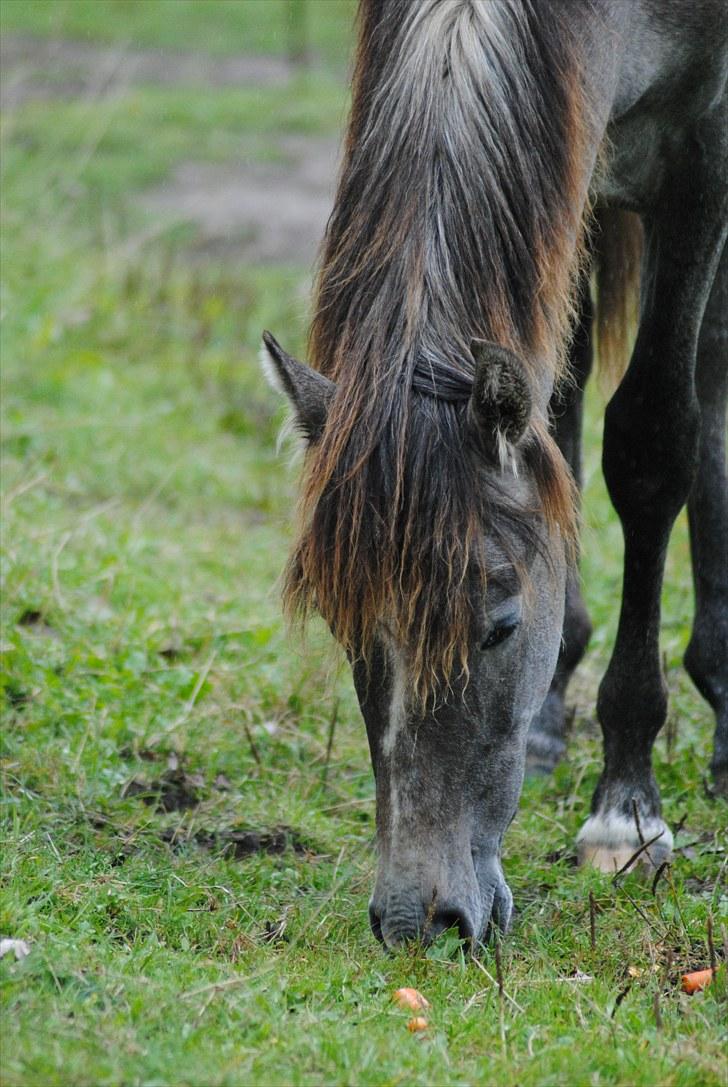 Pura Raza Española Rohan's Theoden *Solgt* - Dejlige hest! Fotograf: Maiken Nielsen (mig) billede 6