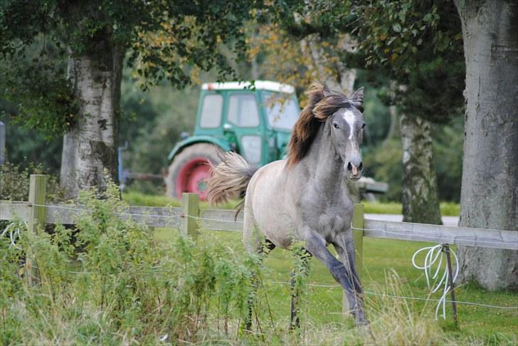 Pura Raza Española Rohan's Theoden *Solgt* - løbe løbe løbe xD 
Fotograf: Maiken Nielsen (mig) billede 7