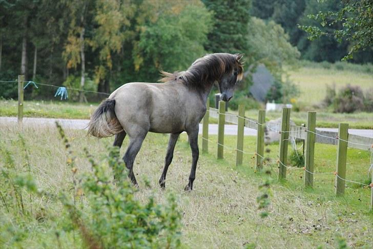 Pura Raza Española Rohan's Theoden *Solgt* - HINGST :D haha
Fotograf: Maiken Nielsen (mig) billede 9