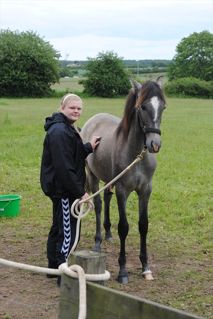 Pura Raza Española Rohan's Theoden *Solgt* - Så strigler vi lige :D 
Fotograf: Mor billede 12