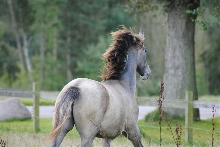 Pura Raza Española Rohan's Theoden *Solgt* - Org han er jo slet ikke til at stå for! Fotograf: Maiken Nielsen (mig) billede 13