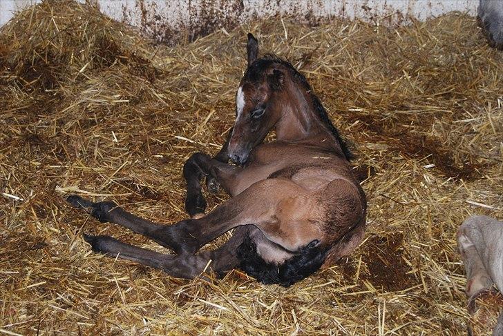 Pura Raza Española Rohan's Theoden *Solgt* - Lige blevet født, her sammen med sin smukke mor, HOS AVLER billede 16