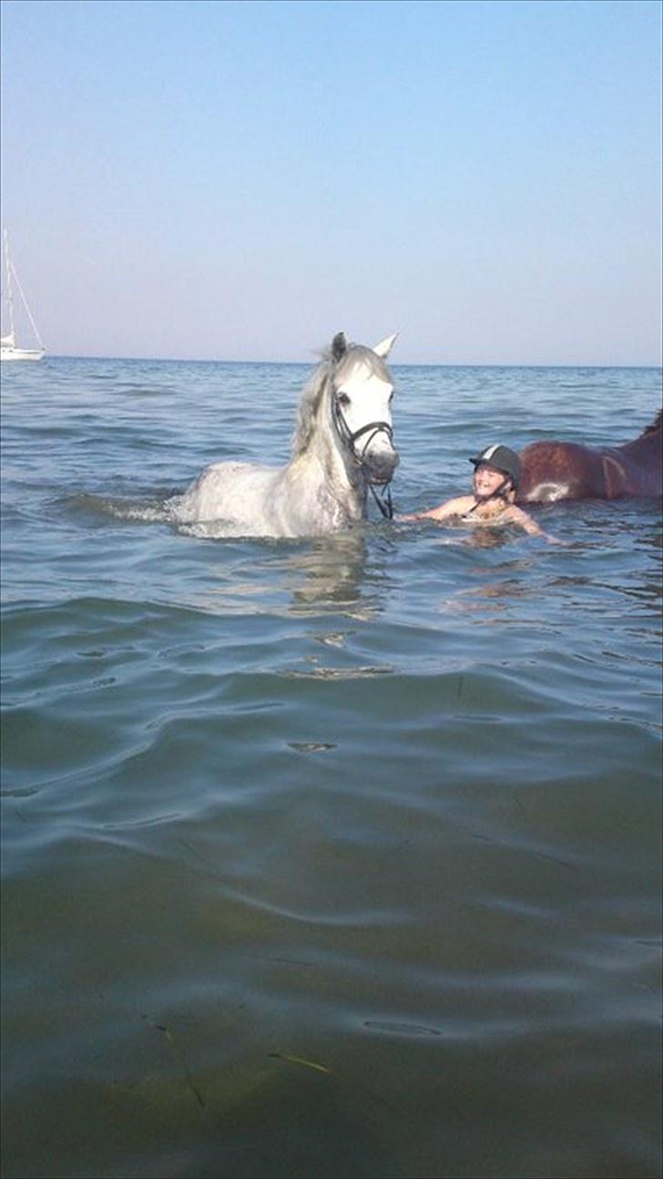 Connemara Tony  - Ude på feddet juli måned 32 grader. Første gang Tony bader :o)  billede 6