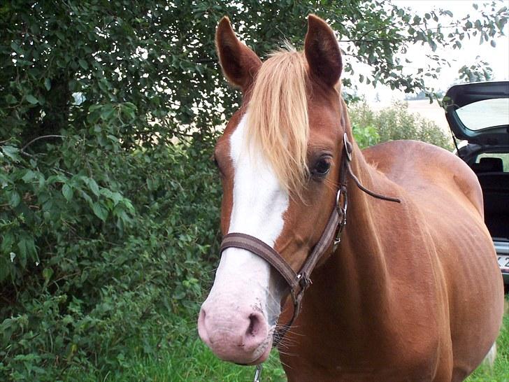 Tysk Sportspony Mr. Fancy Pants - Den smukke på hingstefold billede 4
