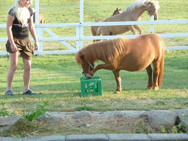 Shetlænder Mira Bella Bomlund - Mira Bella med sine små tricks Foto: Helle Bøttcher billede 11