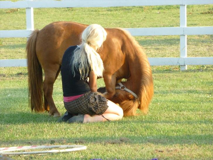 Shetlænder Mira Bella Bomlund - Elsker dig lille Bella Foto: Helle Bøttcher billede 12
