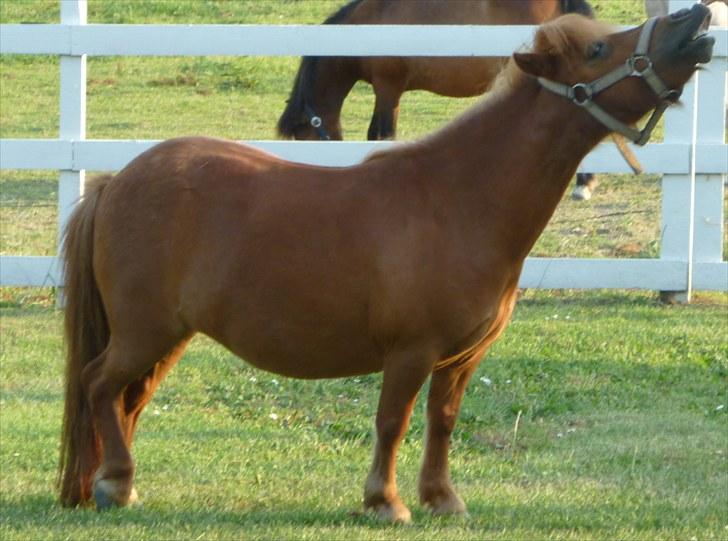 Shetlænder Mira Bella Bomlund - HeHe Bella Kan ikke nå ;D Foto:Helle Bøttcher billede 13