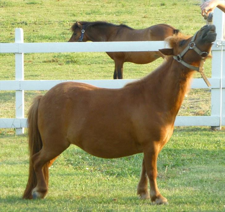Shetlænder Mira Bella Bomlund - Lille Bella Har svært ved at nå guffen Foto: Helle Bøttcher billede 14