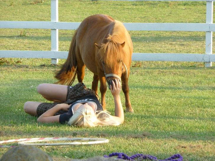 Shetlænder Mira Bella Bomlund - I haven med Mira Bella Ligger Og hygger med den skøne pony ! billede 15