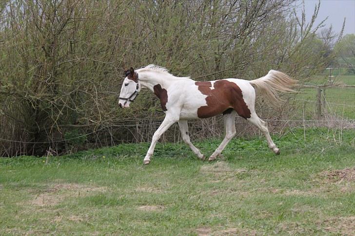 Pinto Enekær's Sambatino *Årets land og fritid hest* - Taget d. 1. maj billede 14