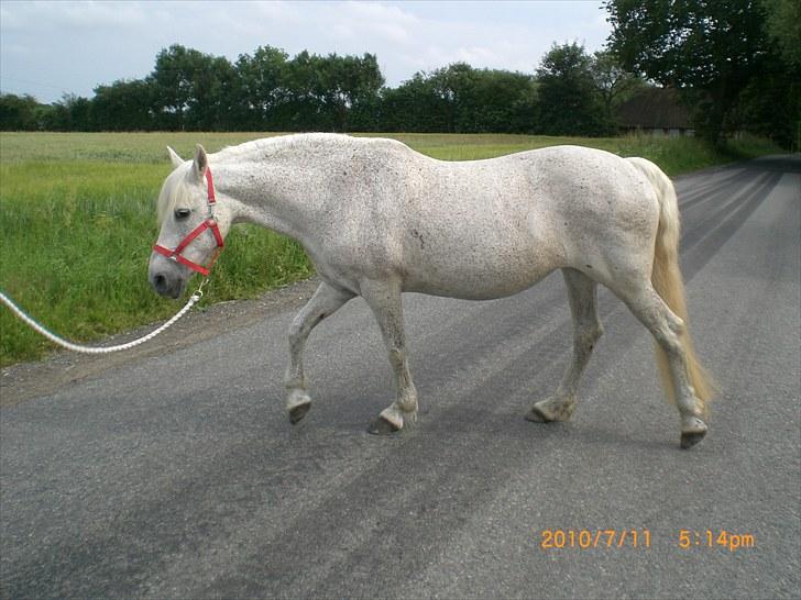 Anden særlig race Ragna billede 8