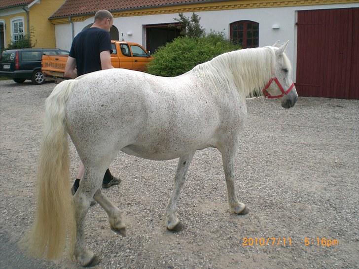 Anden særlig race Ragna billede 9