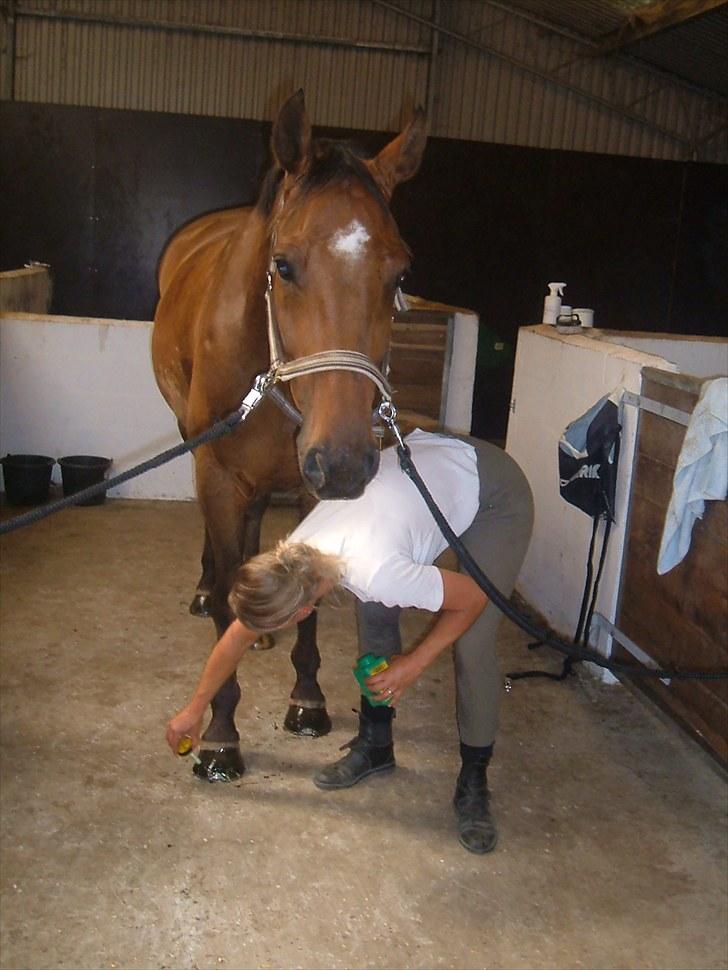 Dansk Varmblod Apollo *RIP*  - Velkommen til smukkens profil billede 1