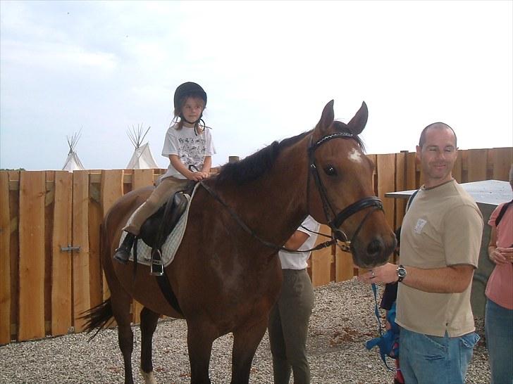 Dansk Varmblod Apollo *RIP*  - mig da jeg var meget lille på apollo billede 2