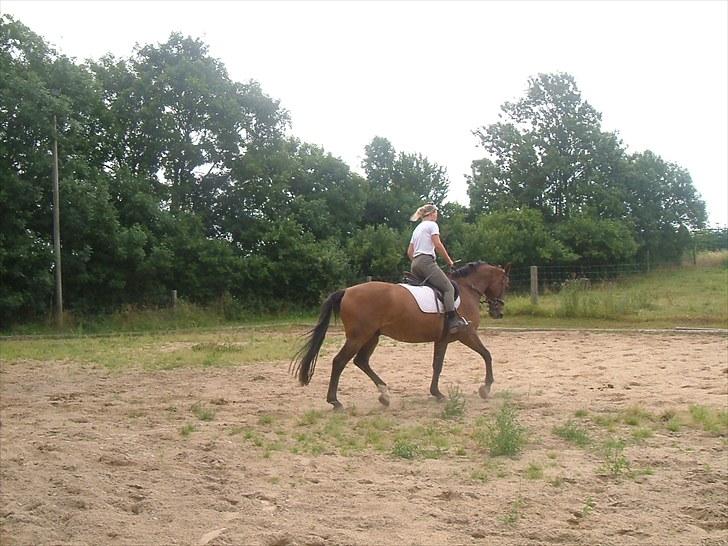 Dansk Varmblod Apollo *RIP*  - min mor og Apollo dressur billede 3