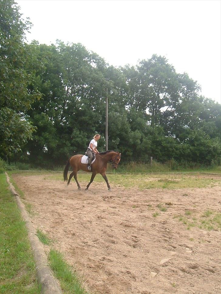 Dansk Varmblod Apollo *RIP*  - min mor og Apollo dressur træning  billede 4
