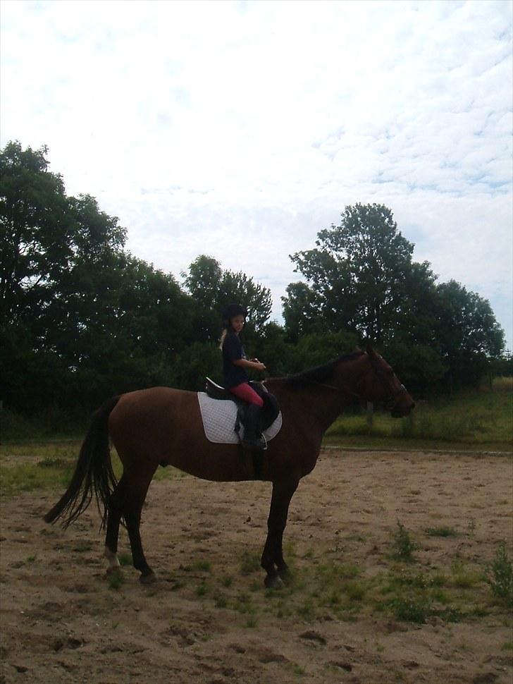 Dansk Varmblod Apollo *RIP*  - min storesøs på Apollo også dengang hun var meget lille billede 5