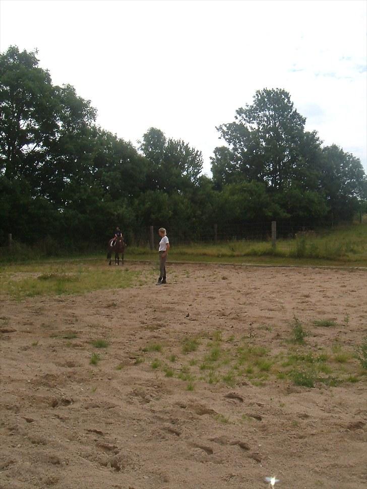 Dansk Varmblod Apollo *RIP*  - mig som lille på apollo billede 6