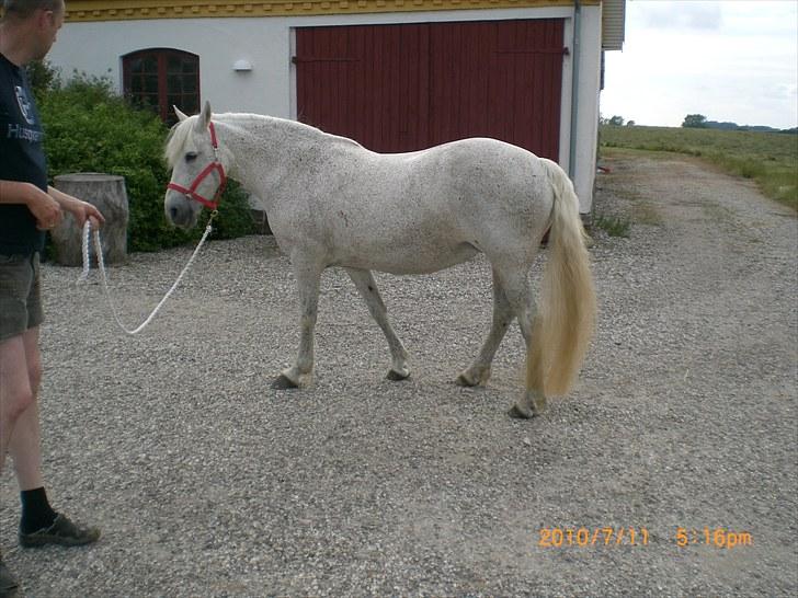 Anden særlig race Ragna billede 10