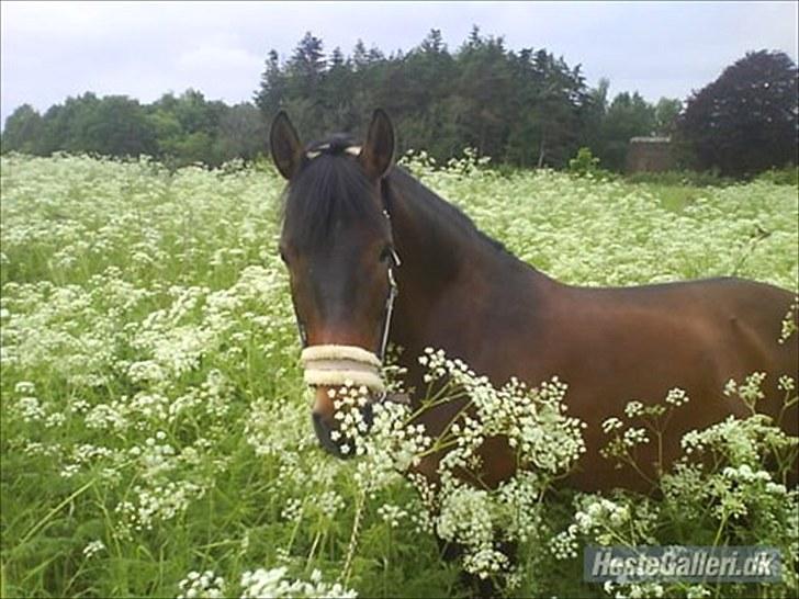 Anden særlig race Flicka - Flicka er taget på udflugt:-) billede 2