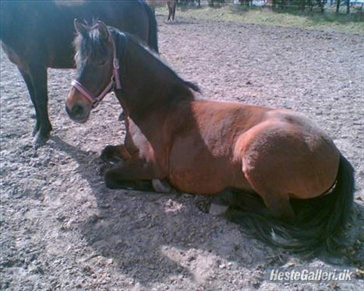 Anden særlig race Flicka - Flicka er træT billede 6